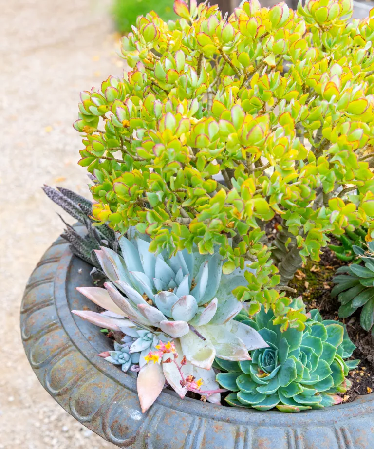 Image credit: Future / Andrew Sydenham - Gardening Ideas