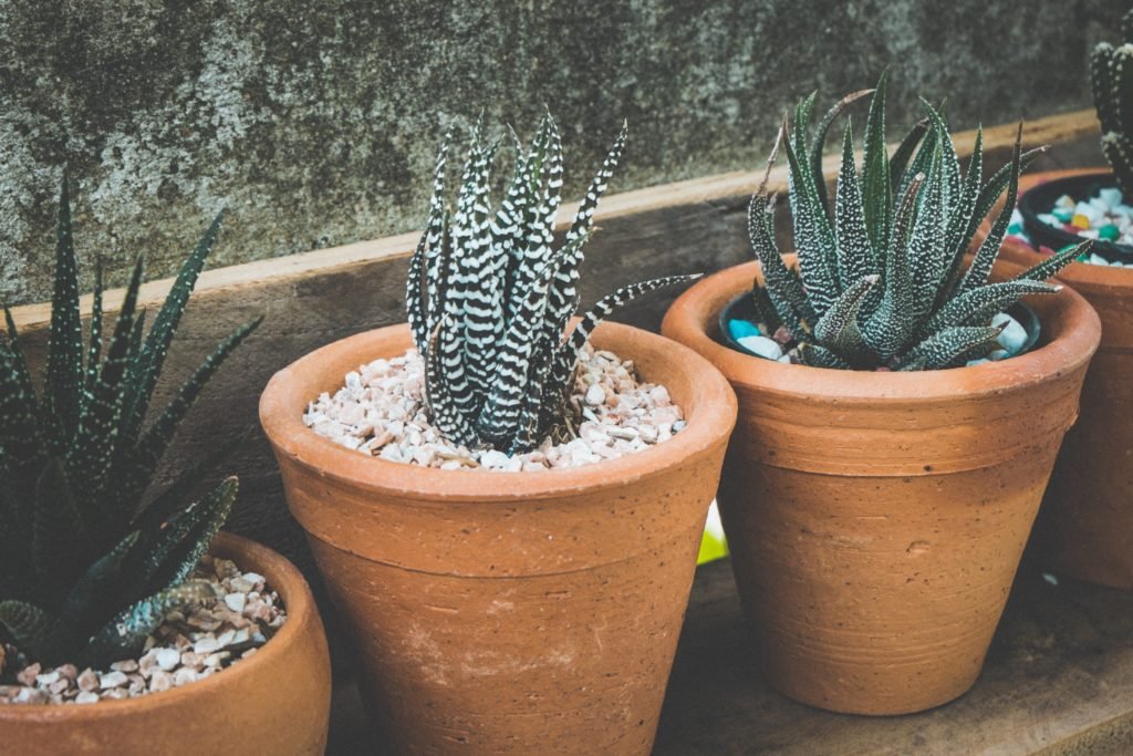 Pros And Cons Of Terracotta Pottery (1)